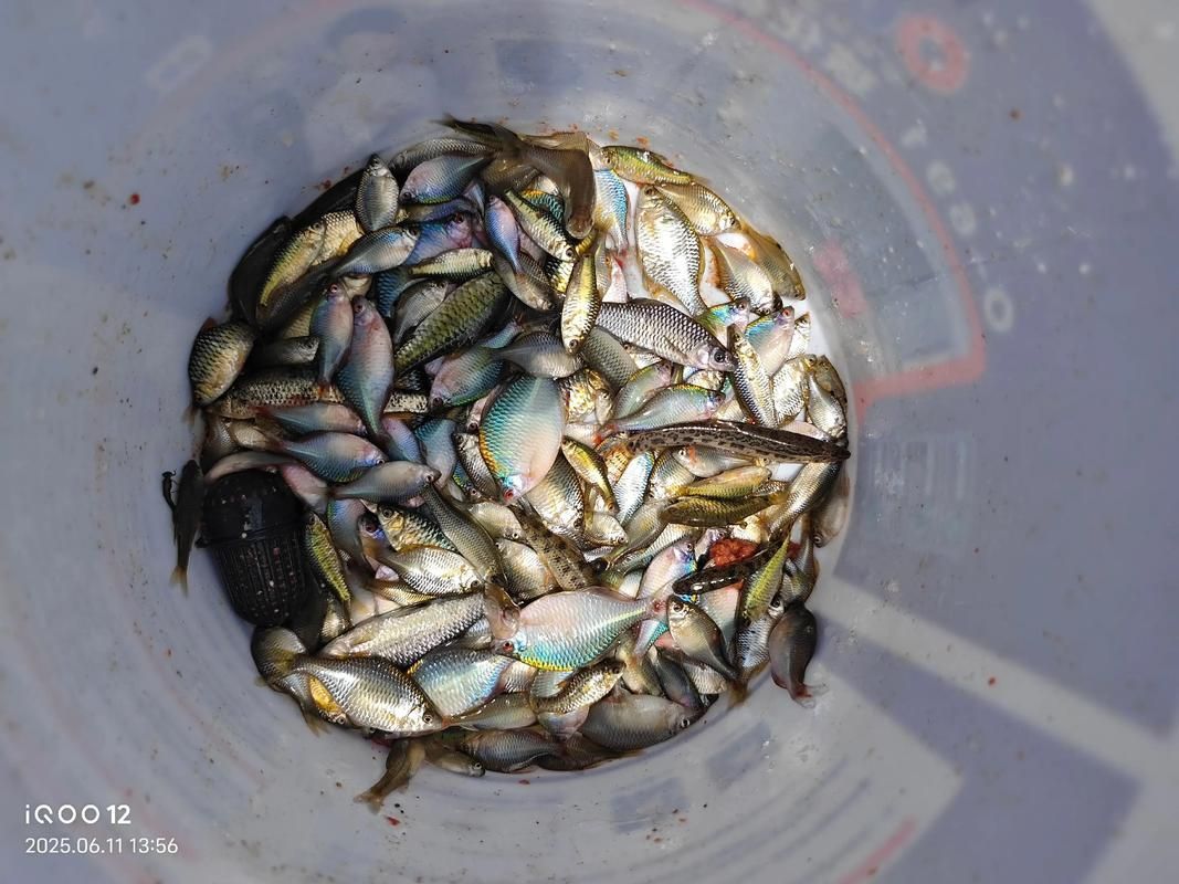 七紋巨鯉魚如何養殖？，七紋巨鯉魚養殖技術