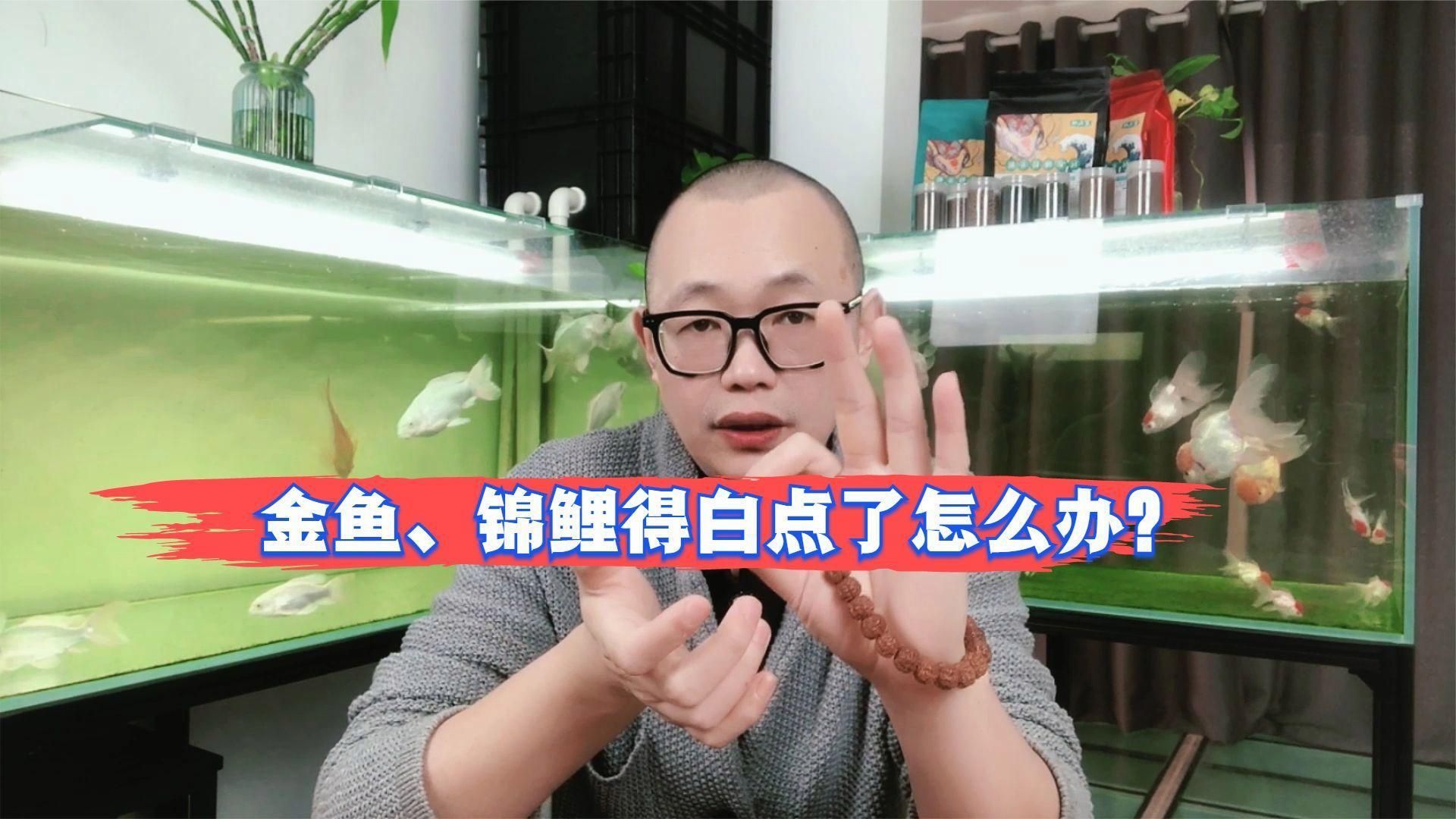 如何判斷金魚是否感染白點病，如何判斷金魚是否感染了白點病