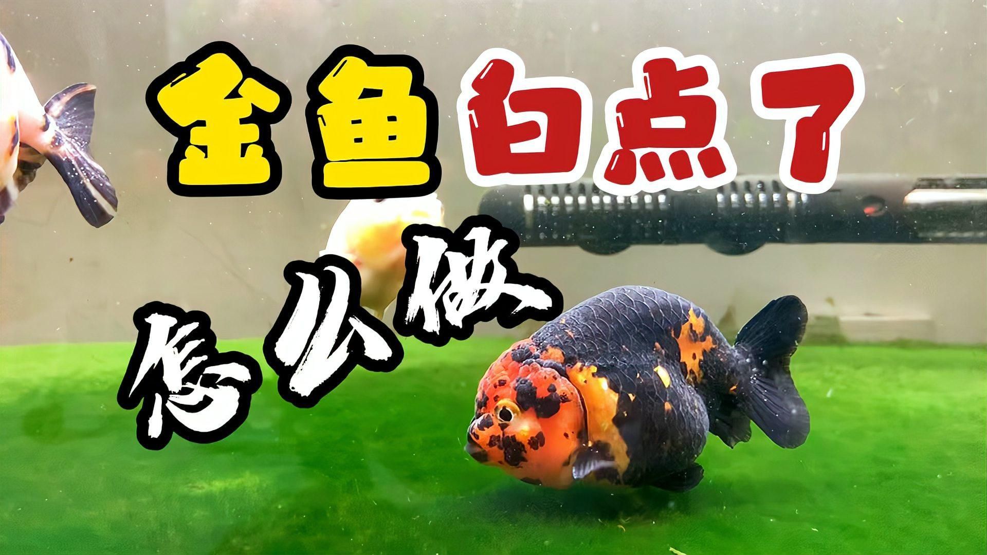 如何判斷金魚是否感染白點病，如何判斷金魚是否感染了白點病