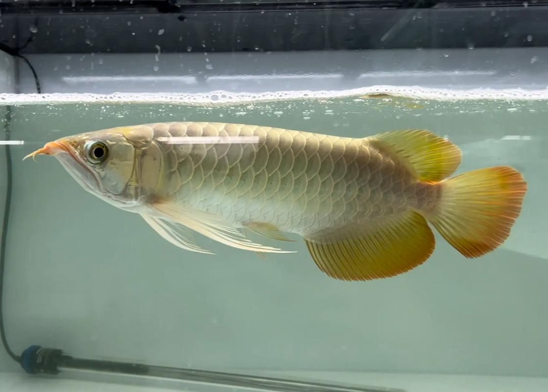 如何判斷龍魚品種的好壞？，如何判斷龍魚品牌的好壞？