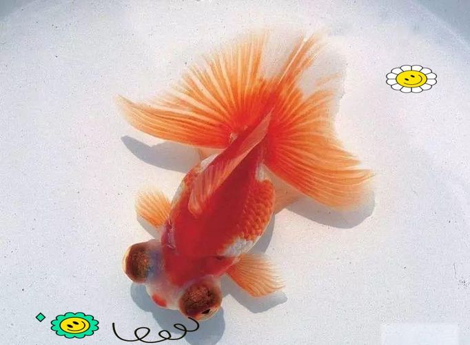 給我一些蝶尾金魚的圖片，蝶尾金魚怎么養(yǎng)？
