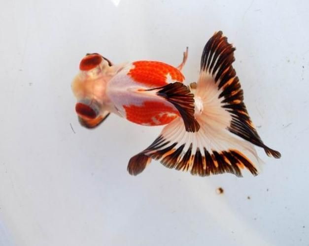 給我一些蝶尾金魚的圖片，蝶尾金魚怎么養(yǎng)？