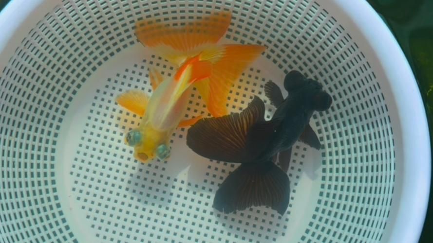 給我一些蝶尾金魚的圖片，蝶尾金魚怎么養(yǎng)？