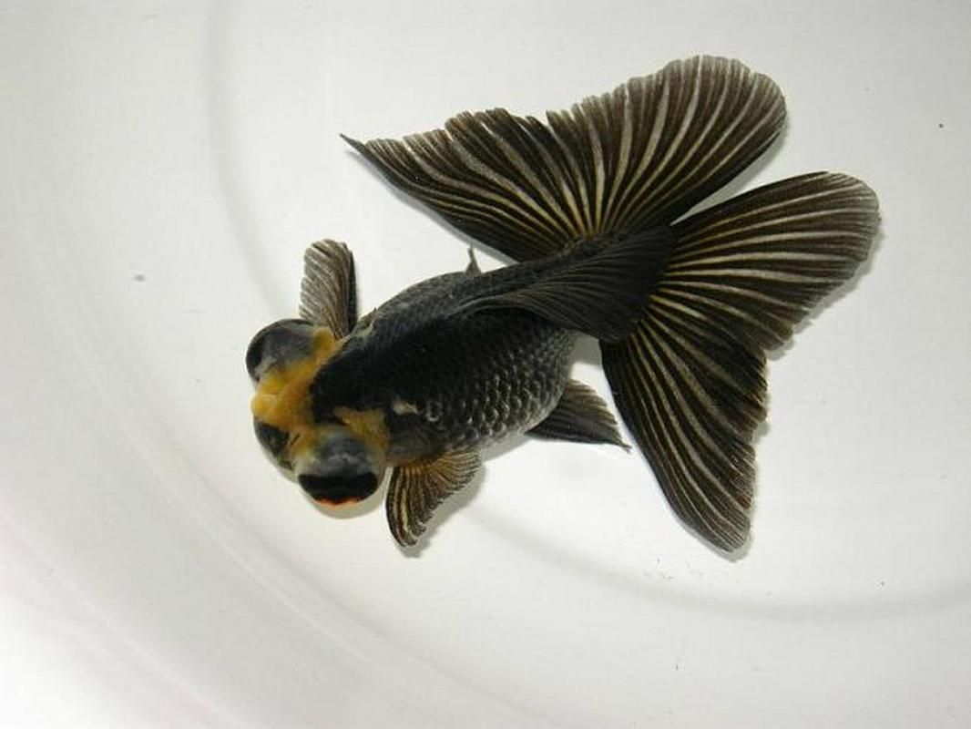 給我一些蝶尾金魚的圖片，蝶尾金魚怎么養(yǎng)？