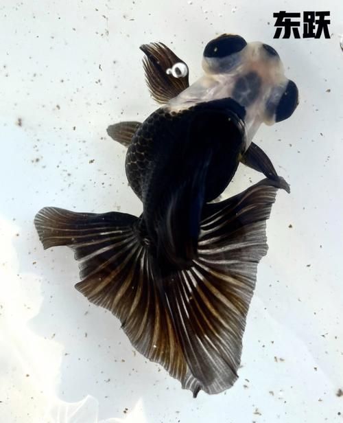 給我一些蝶尾金魚的圖片，蝶尾金魚怎么養(yǎng)？