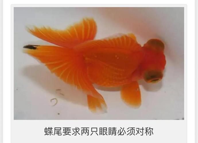 給我一些蝶尾金魚的圖片，蝶尾金魚怎么養(yǎng)？