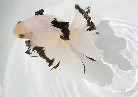 給我一些蝶尾金魚的圖片，蝶尾金魚怎么養(yǎng)？