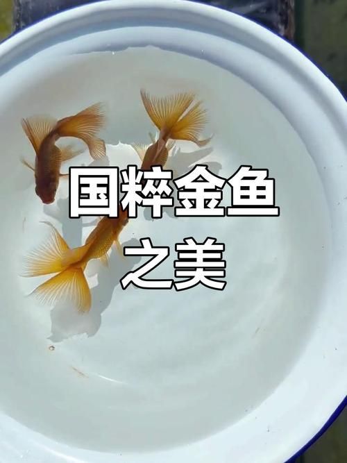 給我一些蝶尾金魚的圖片，蝶尾金魚怎么養(yǎng)？