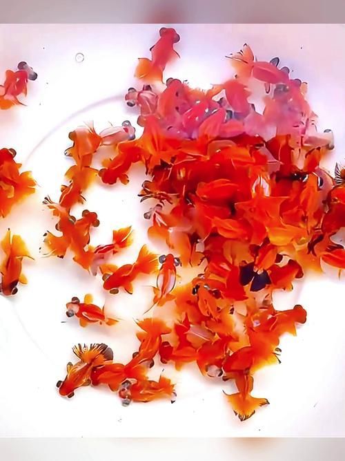 給我一些蝶尾金魚的圖片，蝶尾金魚怎么養(yǎng)？