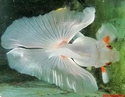 給我一些蝶尾金魚的圖片，蝶尾金魚怎么養(yǎng)？