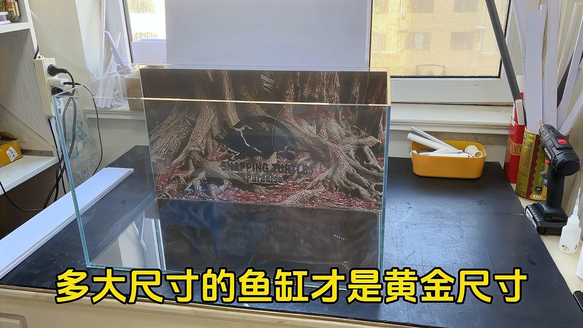 60寬的魚缸能養幾條龍魚？