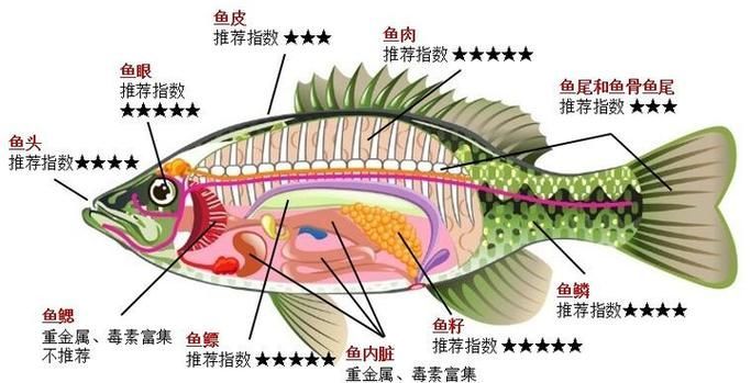 如何提升魚體自身抵抗力，提升魚體自身抵抗力