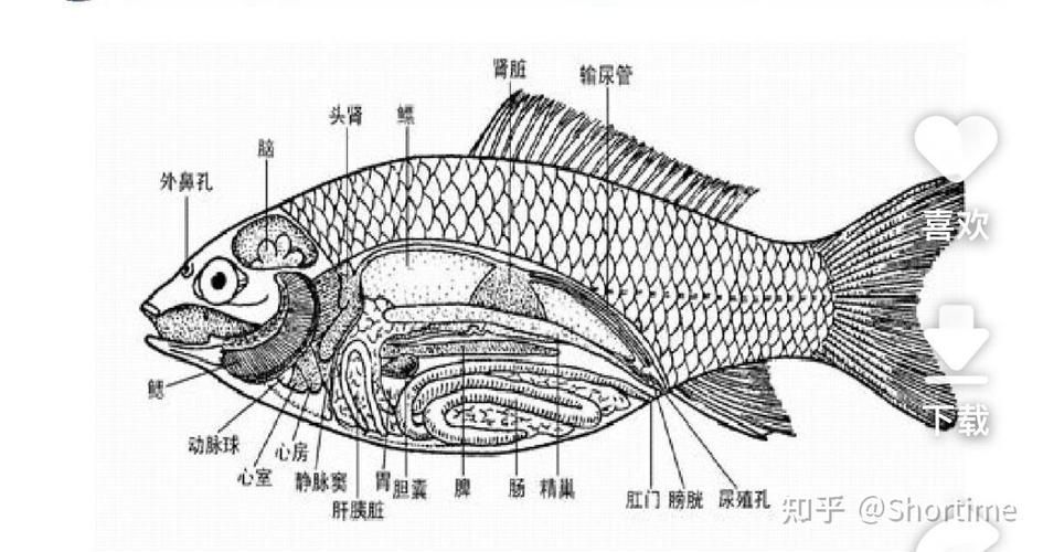 如何提升魚體自身抵抗力，提升魚體自身抵抗力