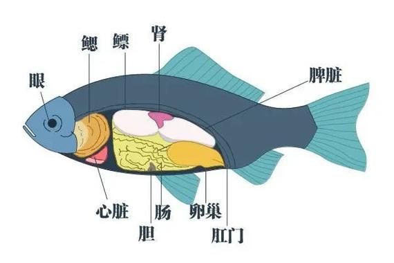 如何提升魚體自身抵抗力，提升魚體自身抵抗力