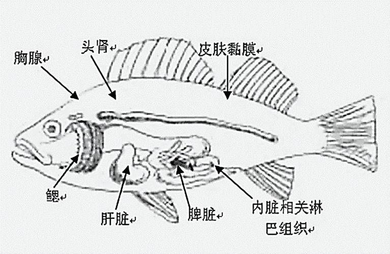 如何提升魚體自身抵抗力，提升魚體自身抵抗力
