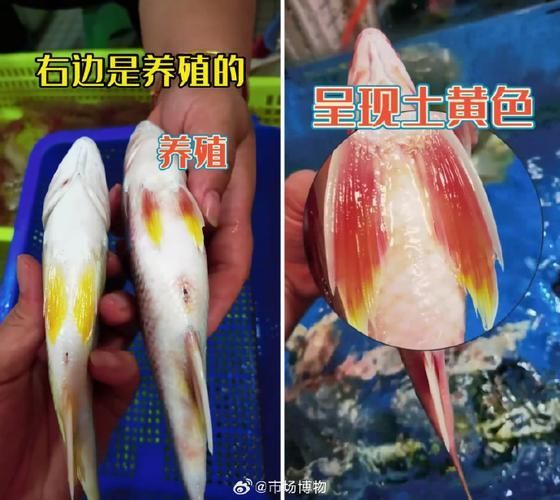 如何預(yù)防魚身上滲血,如何預(yù)防魚身上滲血思考完成arxiv論文助手(arxiv論文助手)
