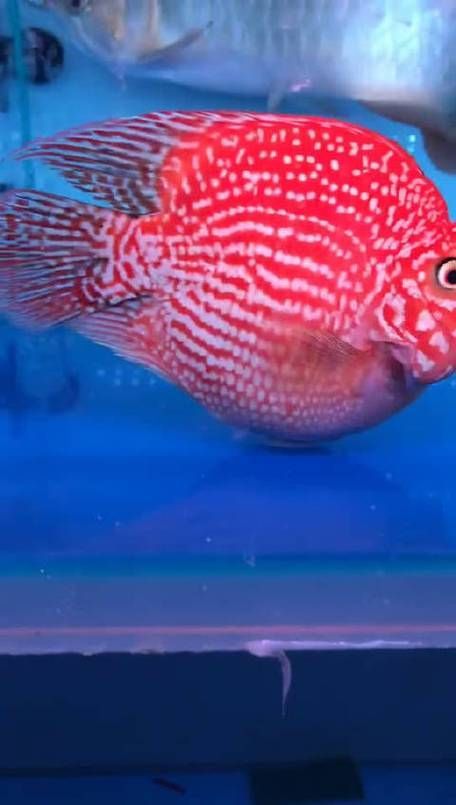 如何獲取龍魚cc祥龍魚場的更新推送?,如何獲取“祥龍魚場”官方信息?