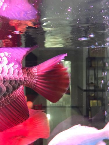 龍魚燒尾癥狀圖,如何判斷龍魚是否燒尾?