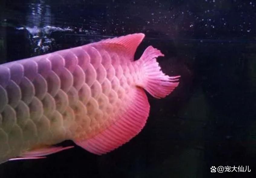 龍魚燒尾癥狀圖,如何判斷龍魚是否燒尾?