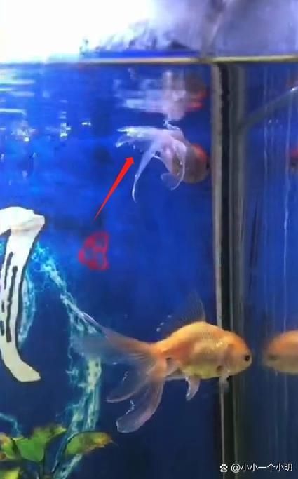 龍魚燒尾癥狀圖,如何判斷龍魚是否燒尾?