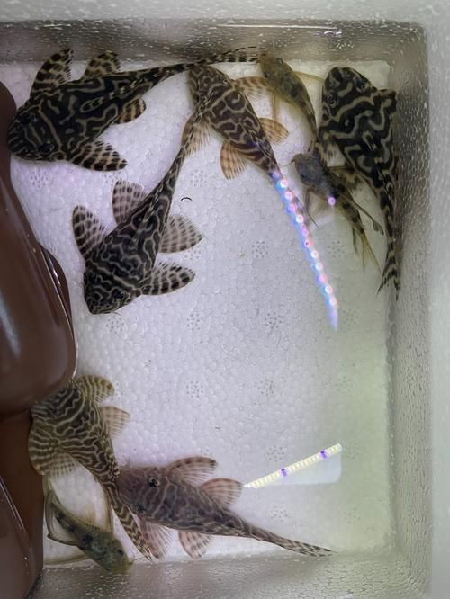如何區分南美異型魚的性別？，南美異型魚性別區分南美異型魚性別區分南美異型魚的性別