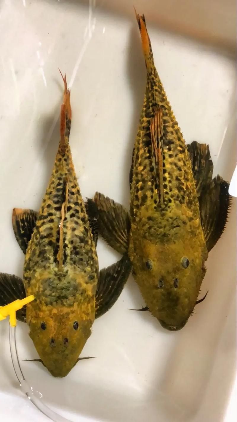 如何區分南美異型魚的性別？，南美異型魚性別區分南美異型魚性別區分南美異型魚的性別
