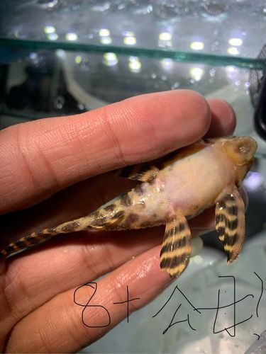 如何區分南美異型魚的性別？，南美異型魚性別區分南美異型魚性別區分南美異型魚的性別