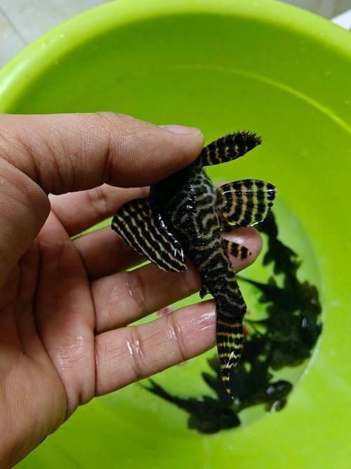 如何區分南美異型魚的性別？，南美異型魚性別區分南美異型魚性別區分南美異型魚的性別