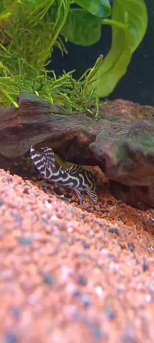 如何區分南美異型魚的性別？，南美異型魚性別區分南美異型魚性別區分南美異型魚的性別