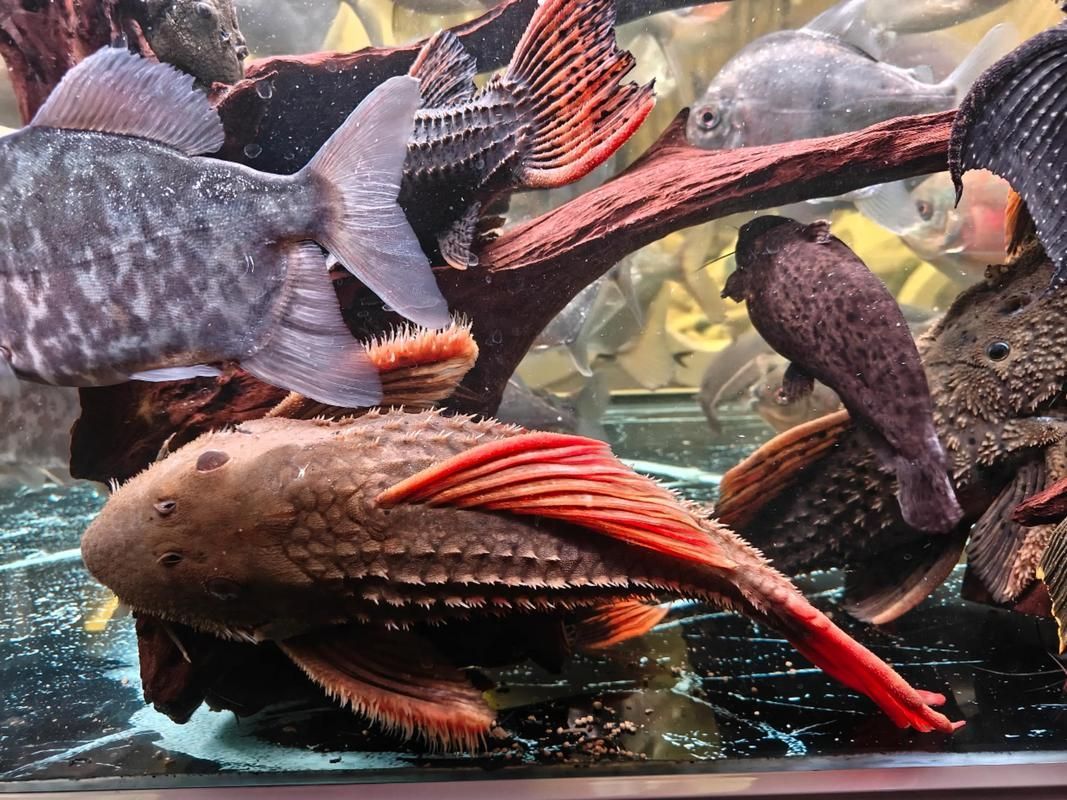 如何區分南美異型魚的性別？，南美異型魚性別區分南美異型魚性別區分南美異型魚的性別