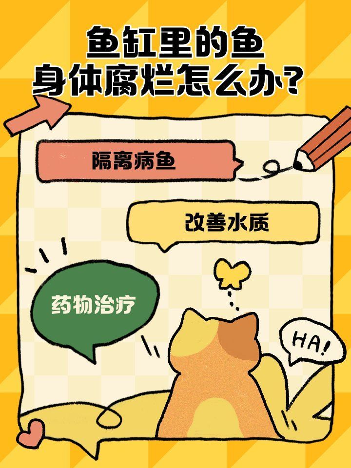 如何預防龍魚爛身病的發生