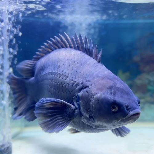 過山龍魚的產地在哪里？，過山龍魚的產地在哪里花鰻鱺與過山鯽的對比表格