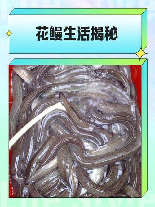 過山龍魚的產地在哪里？，過山龍魚的產地在哪里花鰻鱺與過山鯽的對比表格