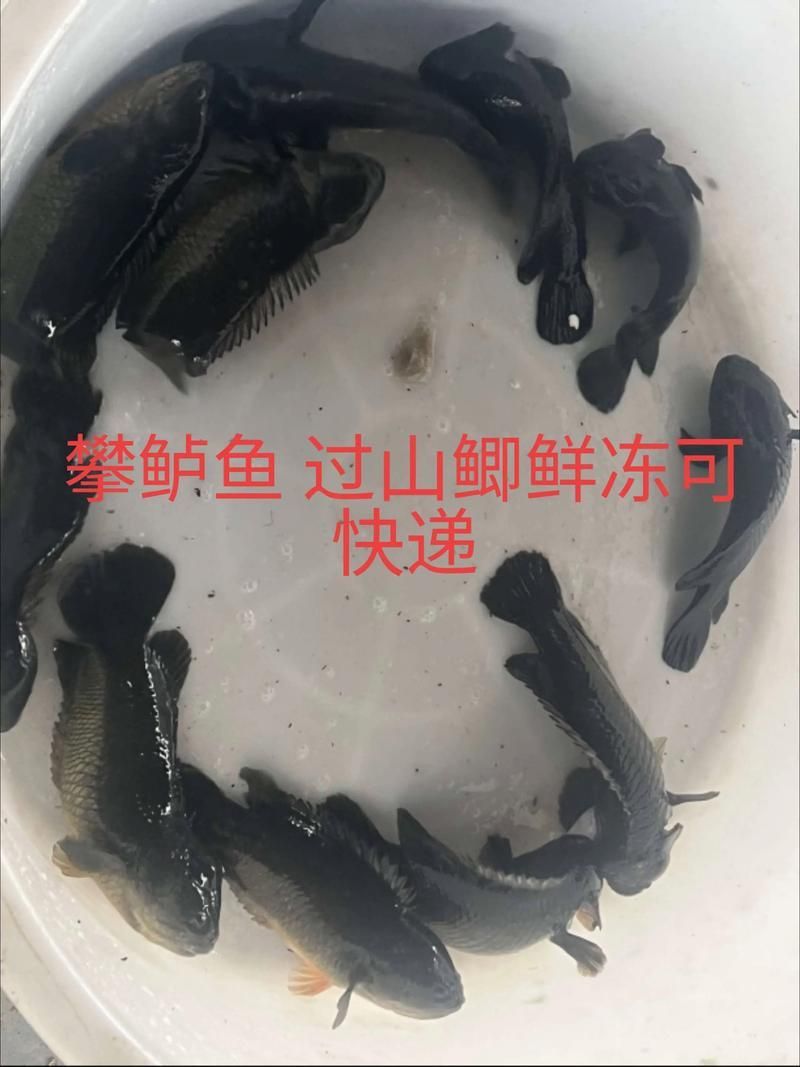過山龍魚的產地在哪里？，過山龍魚的產地在哪里花鰻鱺與過山鯽的對比表格