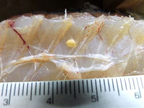 如何預防金龍魚嘴上長肉疙瘩？，如何預防金龍魚嘴上長肉疙瘩