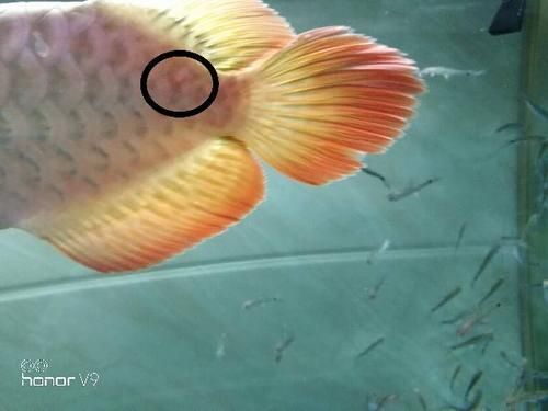 如何判斷紅龍魚是否感染內寄生蟲，如何判斷紅龍魚感染內寄生蟲