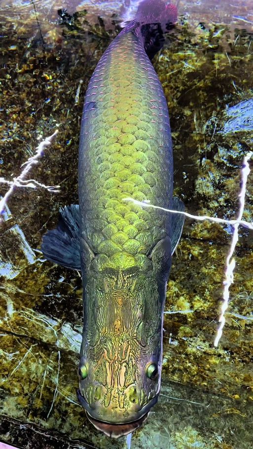 能否提供巨骨舌魚的圖片或視頻，如何飼養(yǎng)巨骨舌魚