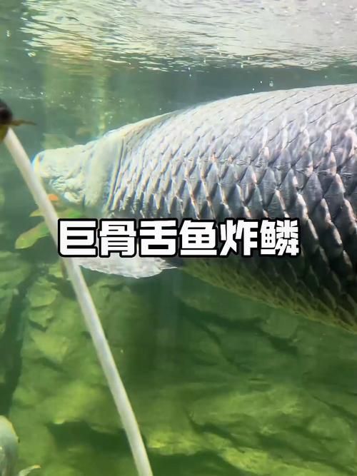 能否提供巨骨舌魚的圖片或視頻，如何飼養(yǎng)巨骨舌魚