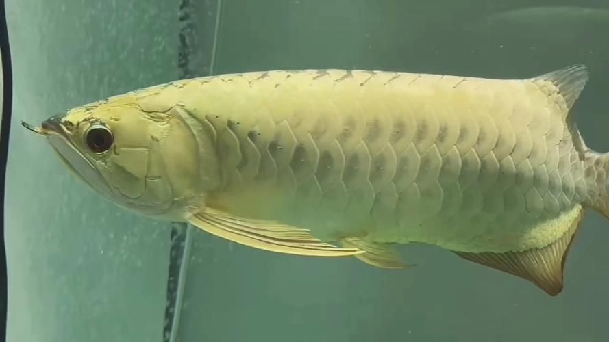 給我一些辨別祥龍魚場過背金龍魚的圖片，如何辨別祥龍魚場過背金龍魚的技巧