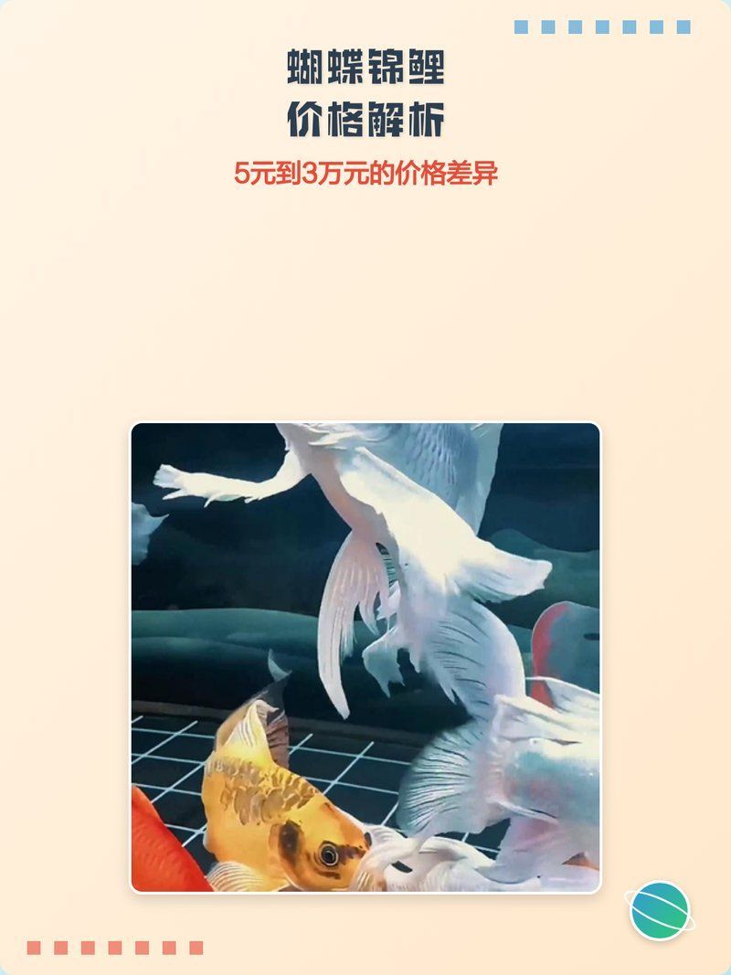 蝴蝶鯉的價格是多少？，蝴蝶鯉和錦鯉哪個貴養魚愛好者們蝴蝶鯉價格全解析