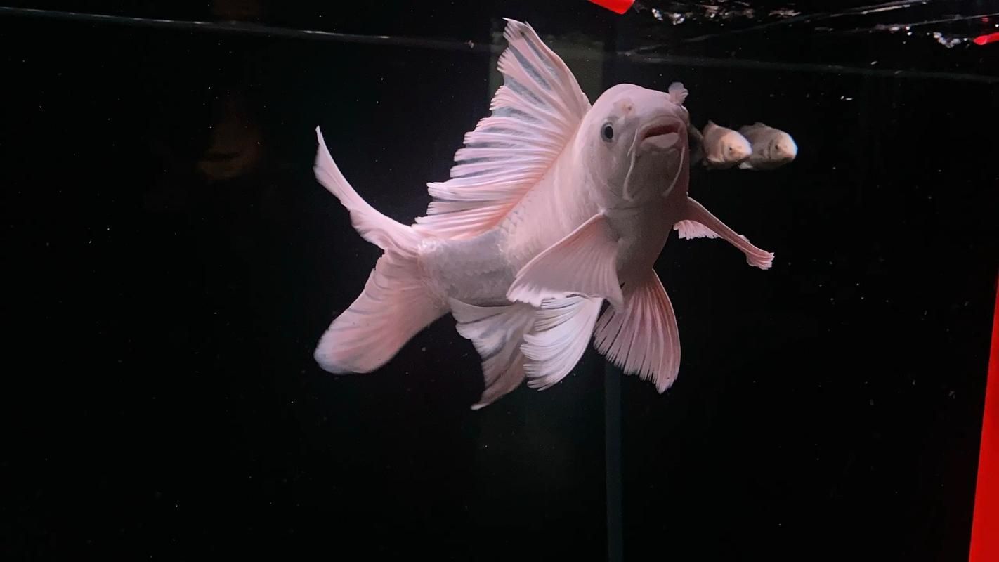 蝴蝶鯉的價格是多少？，蝴蝶鯉和錦鯉哪個貴養魚愛好者們蝴蝶鯉價格全解析