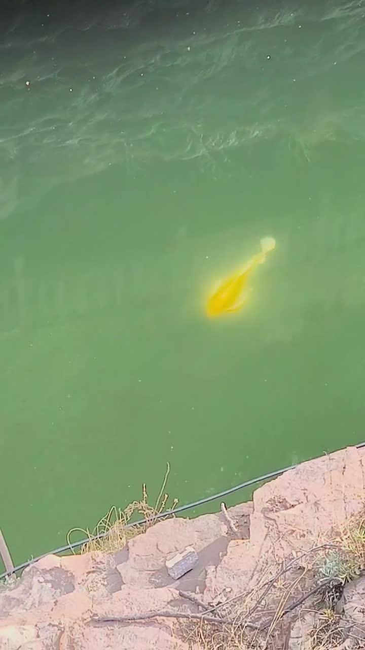 錦鯉魚有哪些品種，觀賞魚中最受歡迎的品種之一錦鯉魚有哪些品種