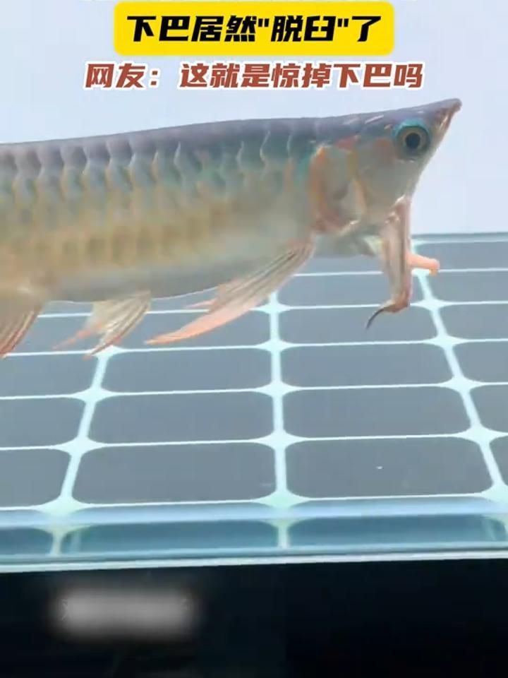 如何判斷龍魚是否下巴脫臼，龍魚下巴脫臼怎么辦？