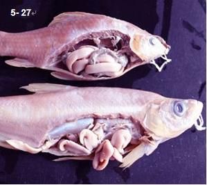 如何判斷魚是否有內(nèi)臟寄生蟲，如何判斷魚是否有內(nèi)臟寄生蟲調(diào)用工具arxiv論文助手