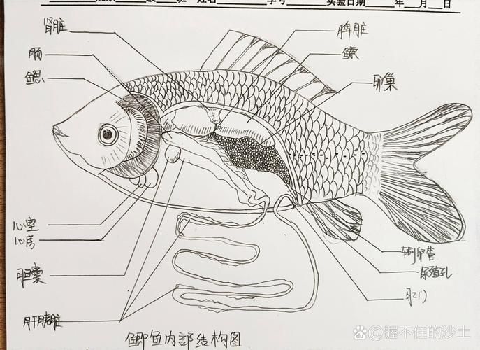 如何判斷魚是否有內(nèi)臟寄生蟲，如何判斷魚是否有內(nèi)臟寄生蟲調(diào)用工具arxiv論文助手