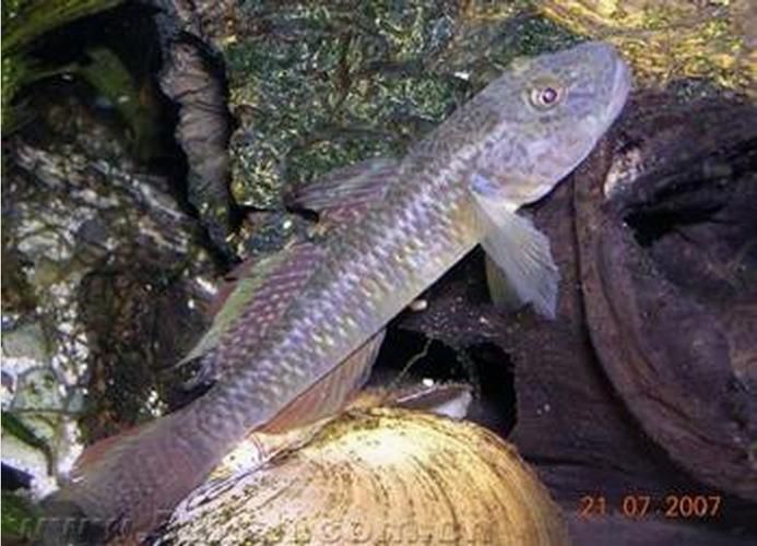 給我一張石龍魚的圖片，“石龍魚”并非標(biāo)準(zhǔn)生物學(xué)名稱