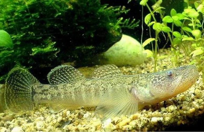 給我一張石龍魚的圖片，“石龍魚”并非標(biāo)準(zhǔn)生物學(xué)名稱