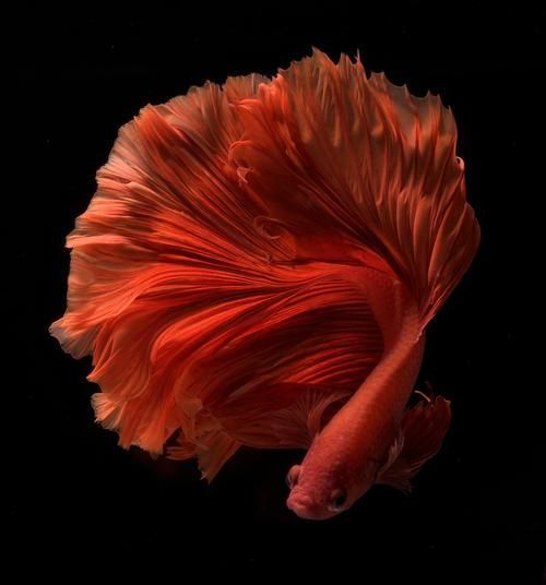 如何區(qū)分真假沙龍魚(yú)？，如何區(qū)分真假暹羅斗魚(yú)