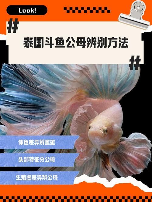 如何區(qū)分真假沙龍魚(yú)？，如何區(qū)分真假暹羅斗魚(yú)