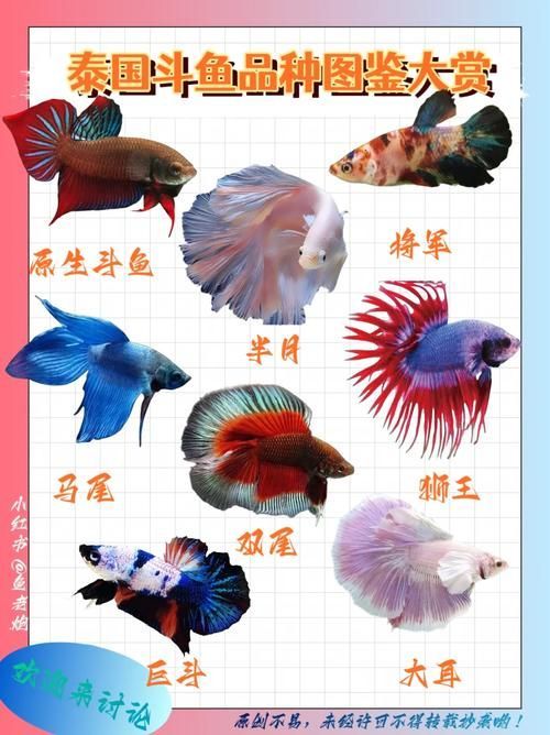 如何區(qū)分真假沙龍魚(yú)？，如何區(qū)分真假暹羅斗魚(yú)